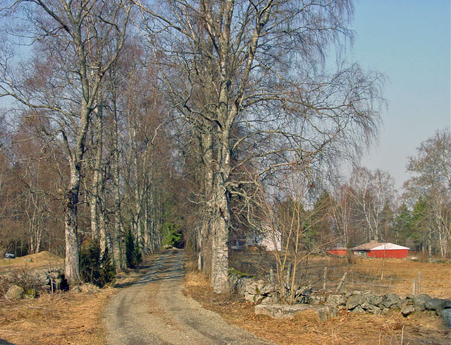 Koivukujanne Taljalan kylästä. Minna Pesu 2006