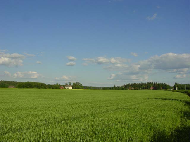 Yläneen Vanhakartanon historiallista viljelyaukeaa. Johanna Forsius 2007